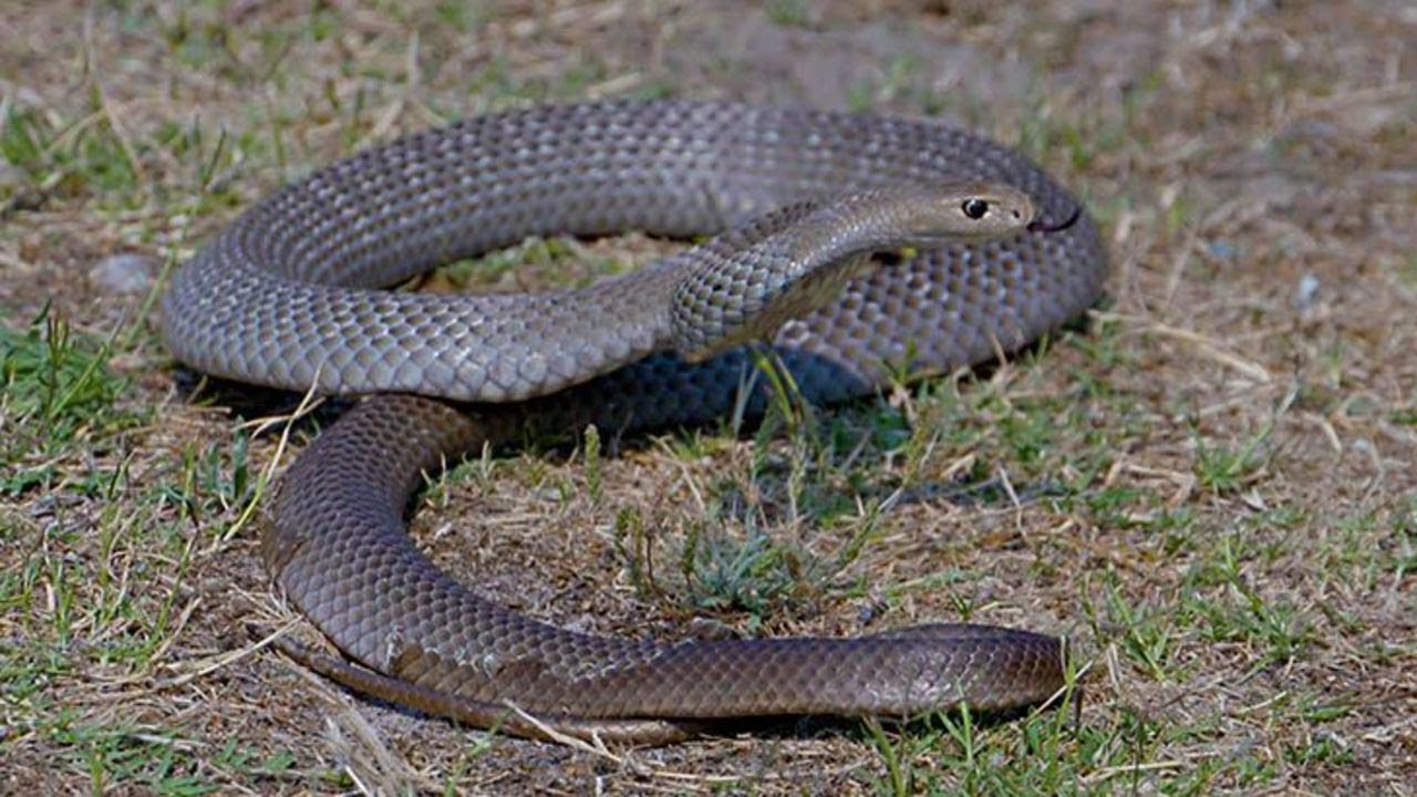 Snake bite: how to avoid and what to do
