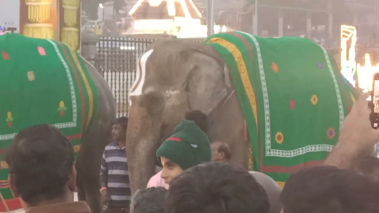 వైకుంఠ ఏకాదశి  సాయంత్రం తిరుమలలో 