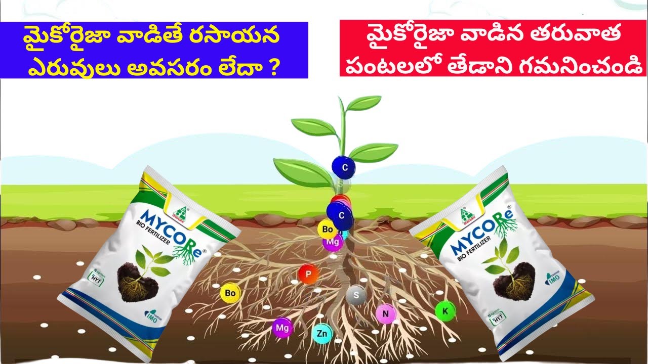 Mycorrhiza Benefits in agriculture || Mycorrhiza fungi