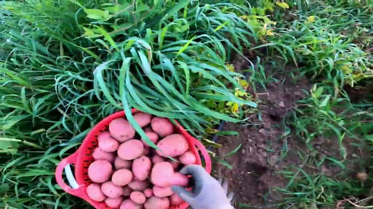 Potato pulling!  Red Norland and total Weight