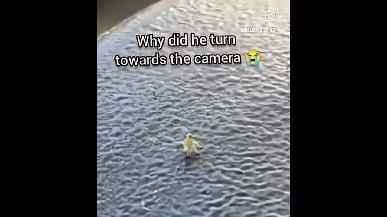 Cute lil guy dancing #lol  #memes #meme #funny #bugs #dancing #chair #outside #like #subscribe