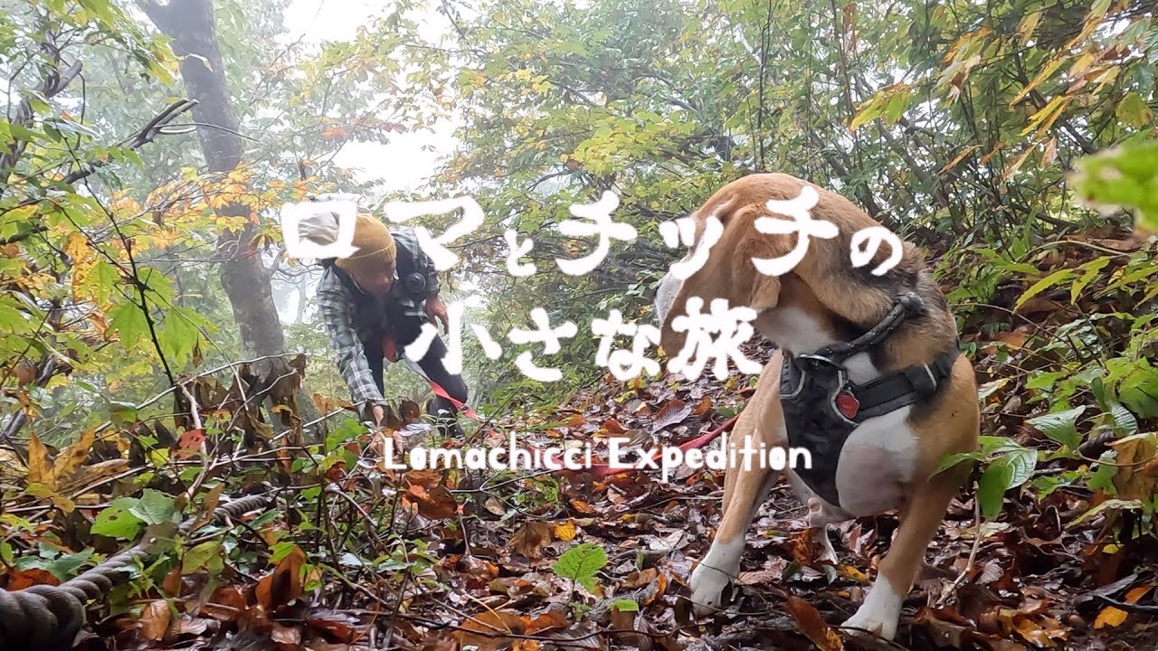 【荒島岳】百名山に登山犬と挑む長編ドキュメンタリー！ビーグル犬と飼い主の絆【犬連れ登山】
