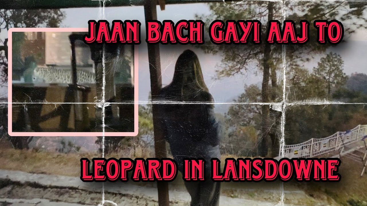 Leopard Sighting In Lansdowne||Leopard Ka Prakop||Having Coffee With Beautiful Mountains||#wildlife