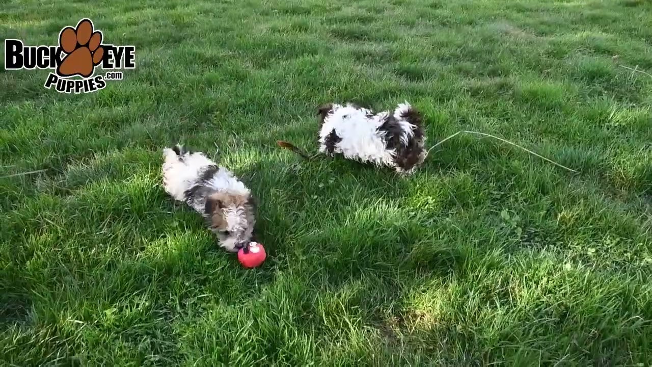 Outgoing Havanese Puppies