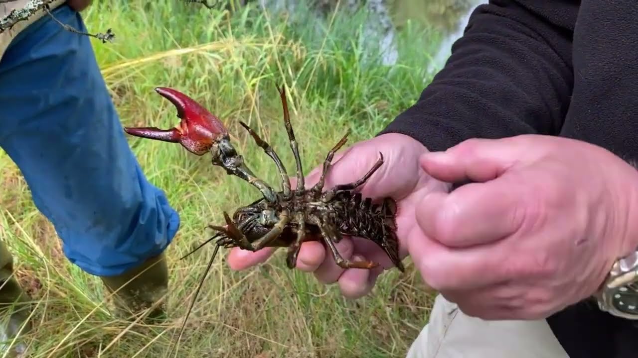 Kräftfiske i Småland