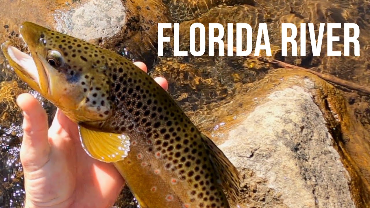 Fly fishing for brown trout in Durango Colorado