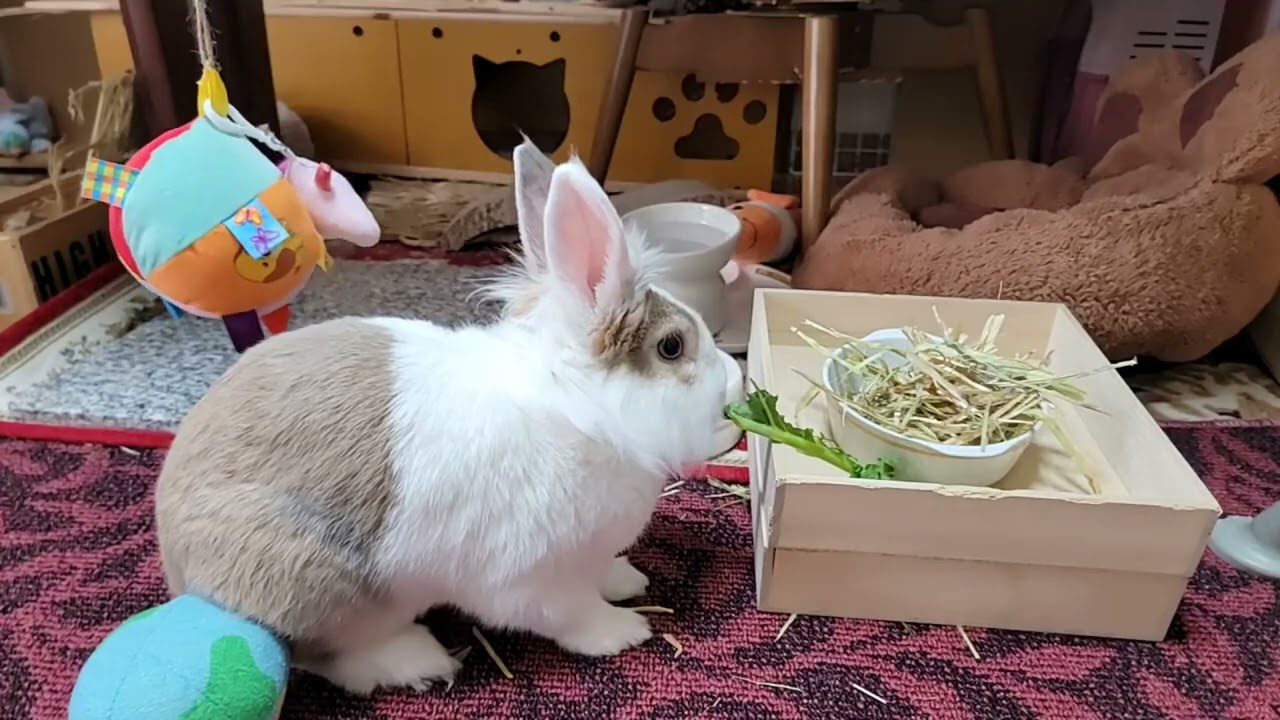 That curious fluffy rabbit who lives in Tokyo! #mofu #bunny #rabbit #cute #かわいい #可愛い #ペット #動物 #うさぎ 