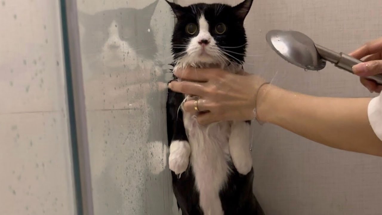 Meowisthebest - Tắm Cho Cúc