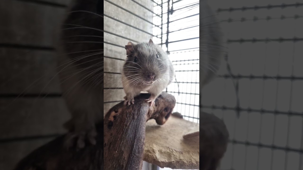 Octodon qui chante / cri #animals #octodon #sweet #hamsters