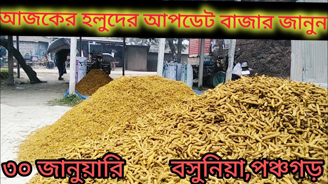 ৩০ জানুয়ারি  বসুনিয়া হাট পঞ্চগড়  আজকের হলুদের আপডেট বাজার জানুন 