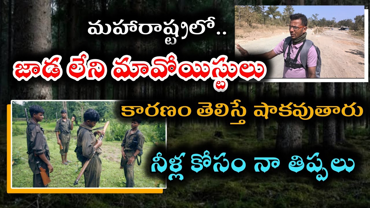 మహారాష్ట్రలో మావోయిస్టుల జాడ లేదు #maharashtra #maoists #naxalsaria #gadchiroliforest 