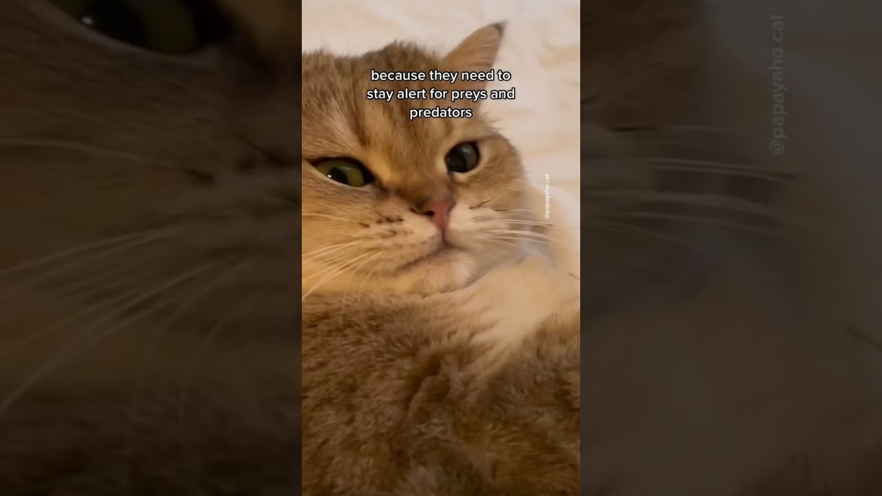 Are cats affectionate? #cat #shorts