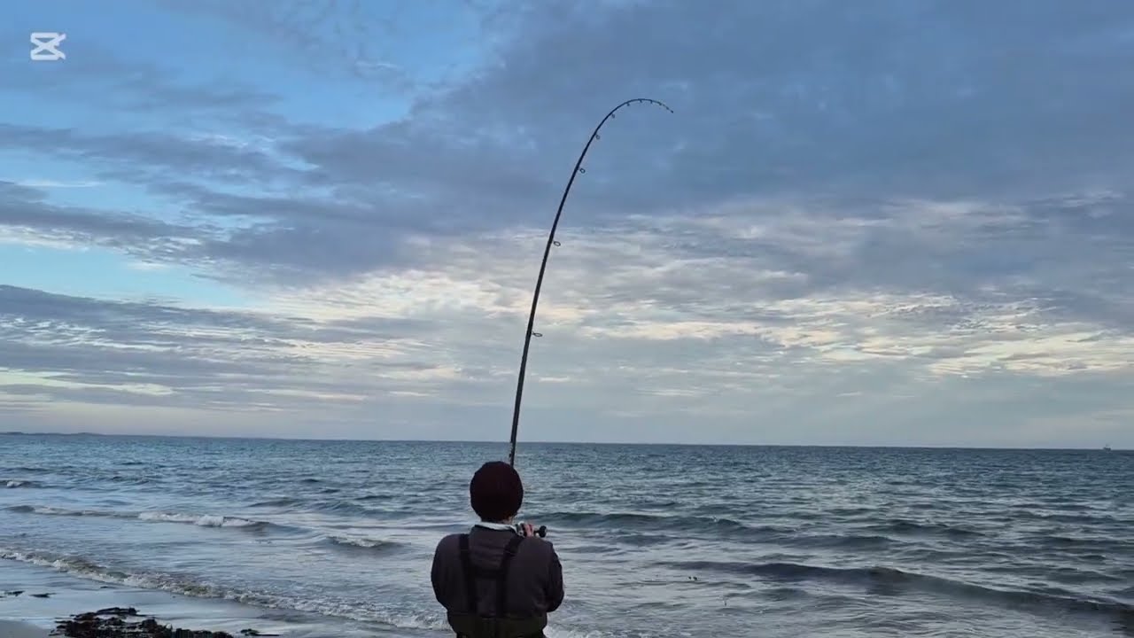Рыбалка с берега 🎣 Ловля королевской тревалли и серебристого каранкса с берега.