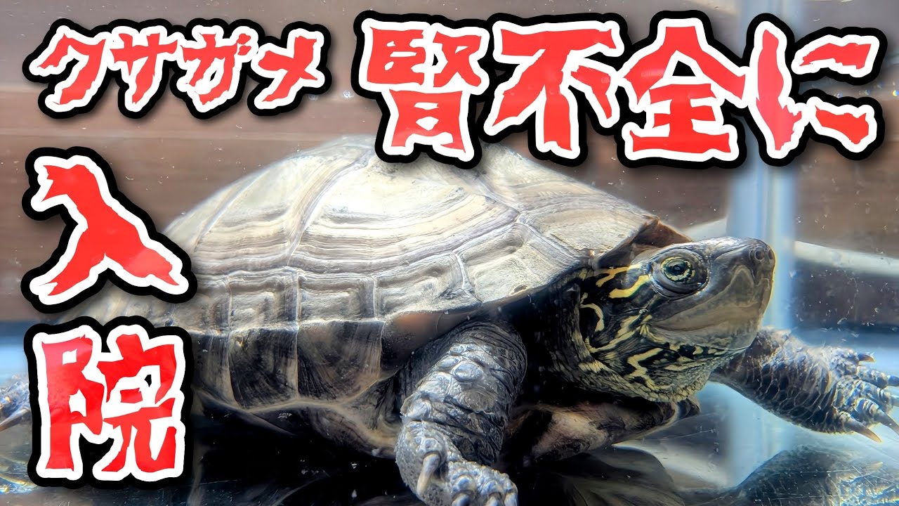 【クサガメ】亀が腎不全になり入院中､､､その経緯や原因を探る､､､！【病気】