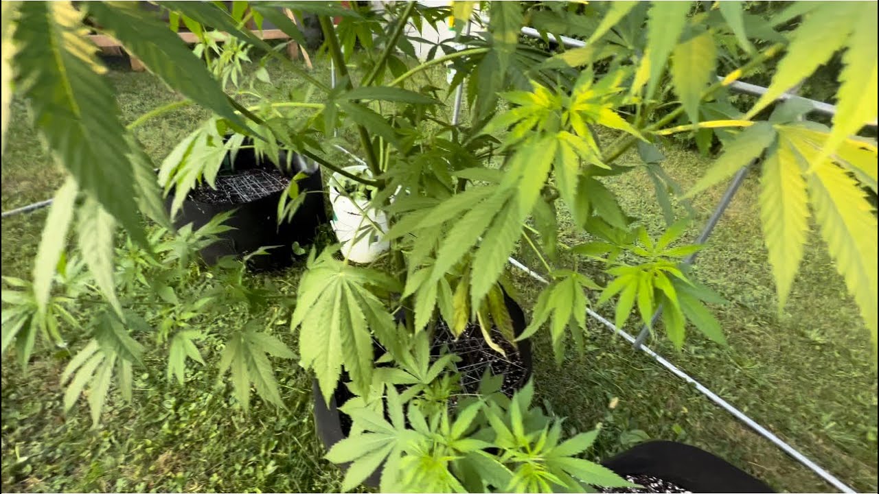 Super Cropping Success! Week 8 Outdoor Cannabis 2023 - Northern Ontario