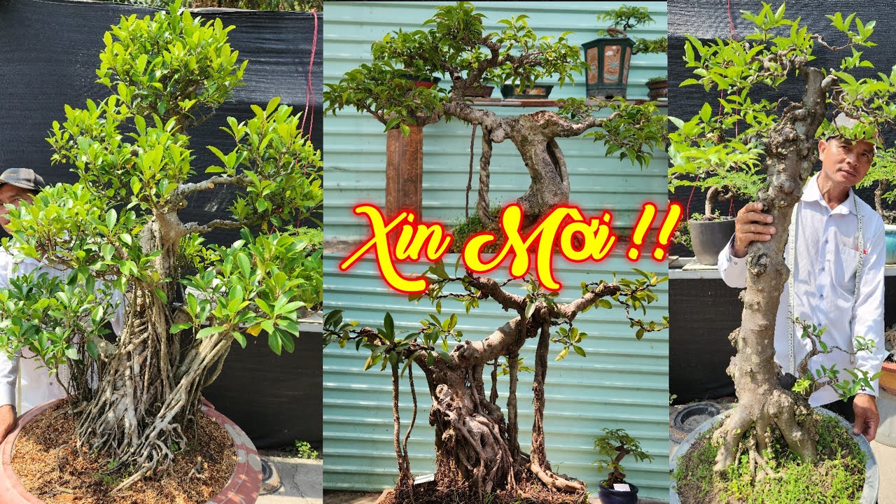 QUANG VINH | #0948055921 | SI TÀU CỔ, LÊKIMA THÁI, ME, KHẾ GIÀ, SANH QUÊ BÚP ĐỎ, SI HỒNG, LỘC VỪNG..