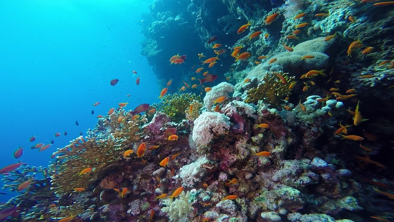 Egypt Diving: Elphinstone (Sha'ab Abu Hamra)
