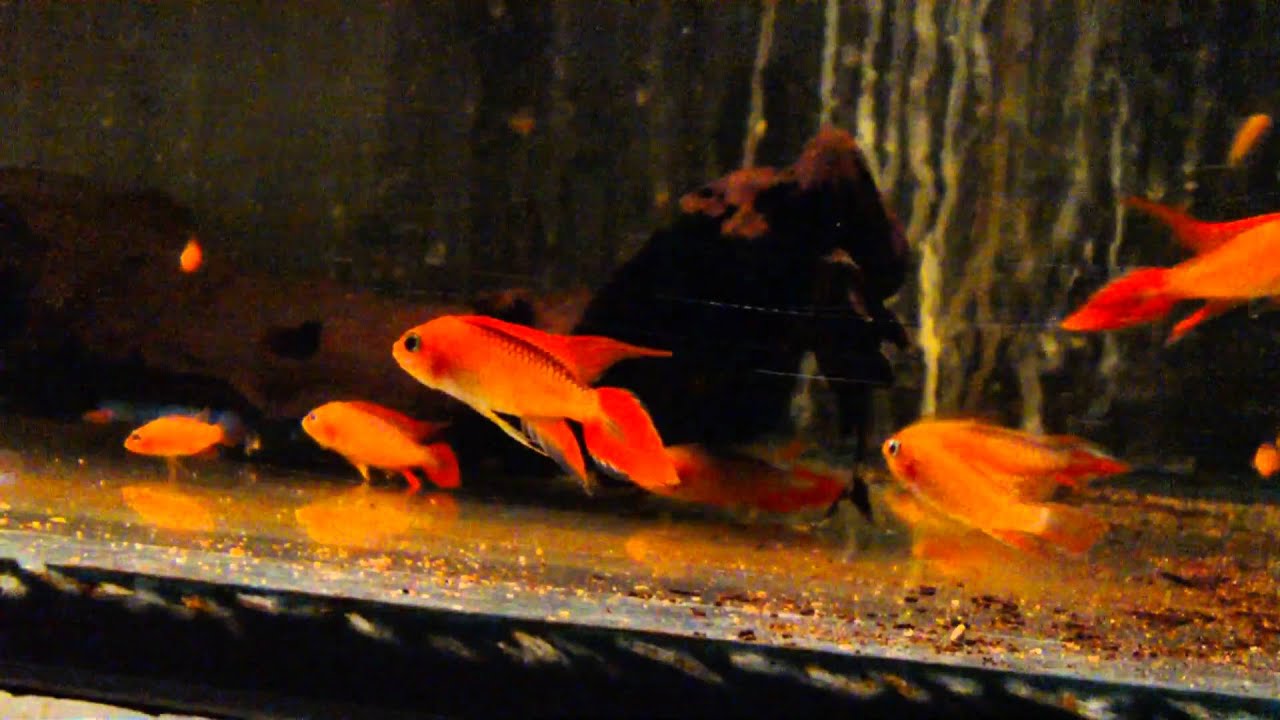 Apistogramma agassizii - Orange Fire Red
