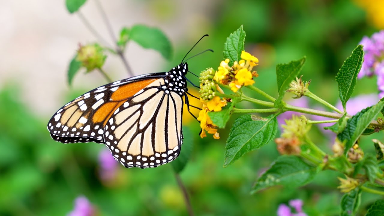 Butterflies at City Hall