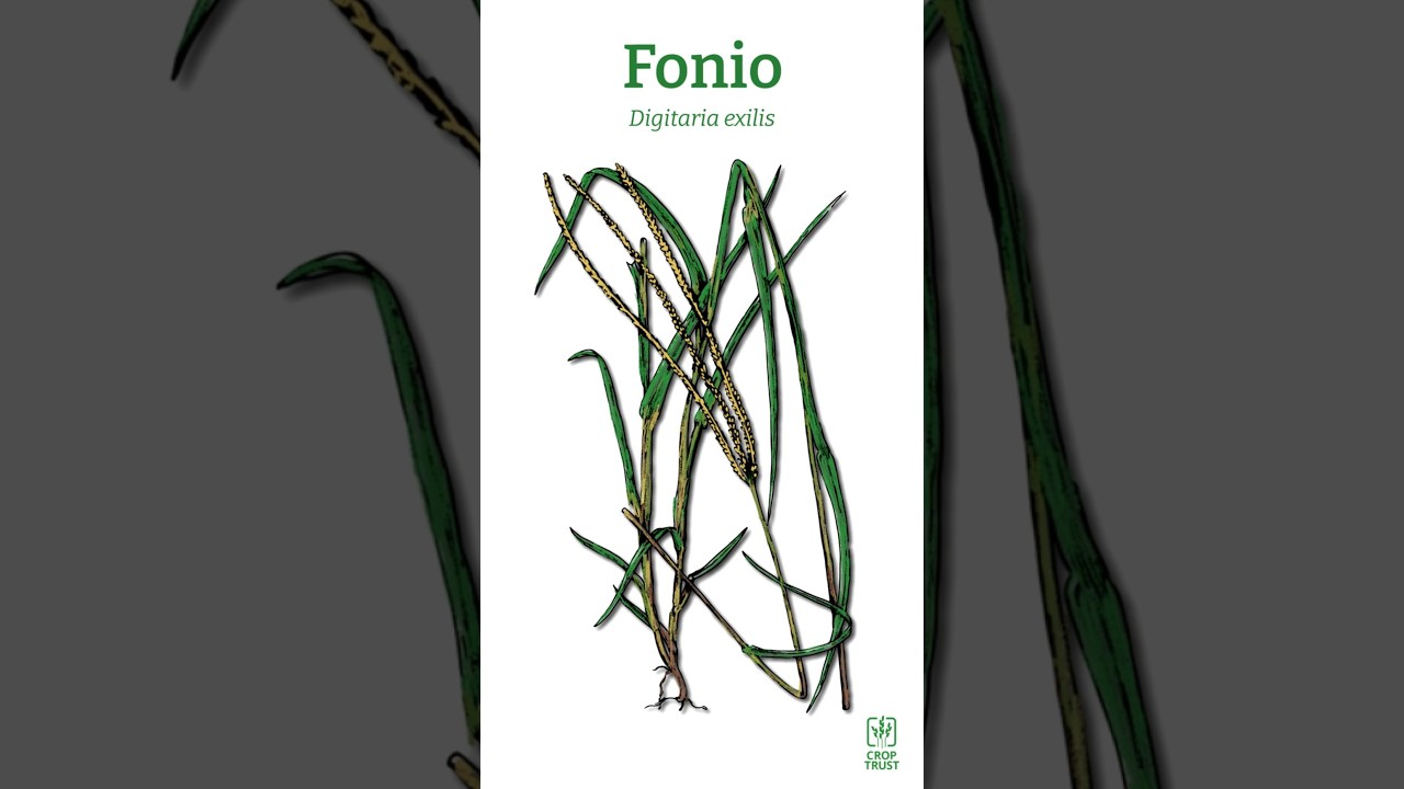 Opportunity Crops: Fonio - Small Grain, Big Potential