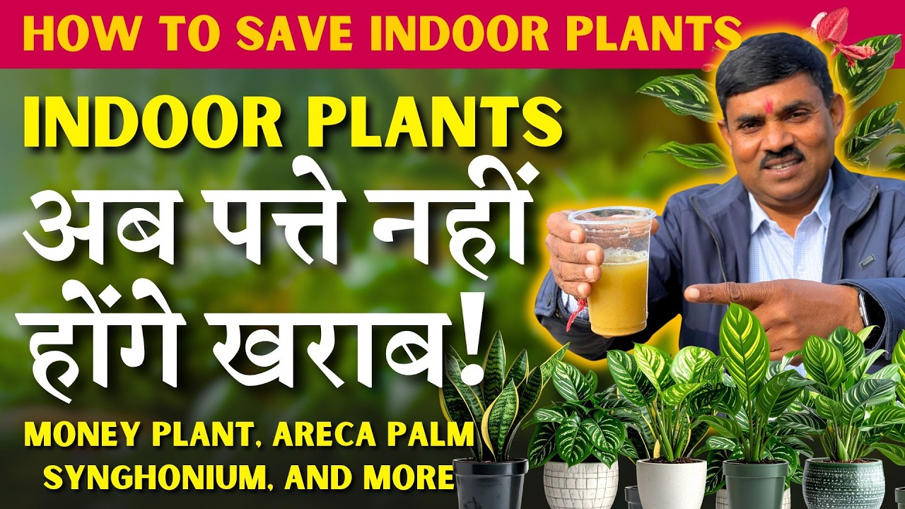 Комнатные растения: больше никаких повреждений листьев! || Уход за комнатными растениями в феврале