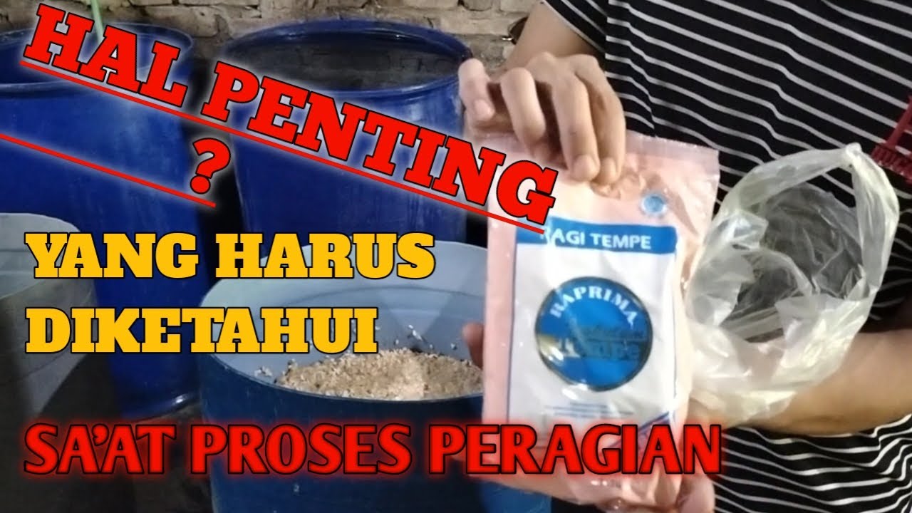 Cara peragian tempe untuk metode peragian basah