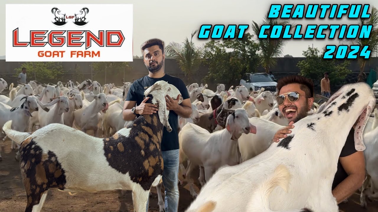 The legend Goat Farm🐐| Story of a Successful Goat Farmer😍| THE GOAT LAND OF INDIA🇮🇳-BHIWANDI-PADGHA