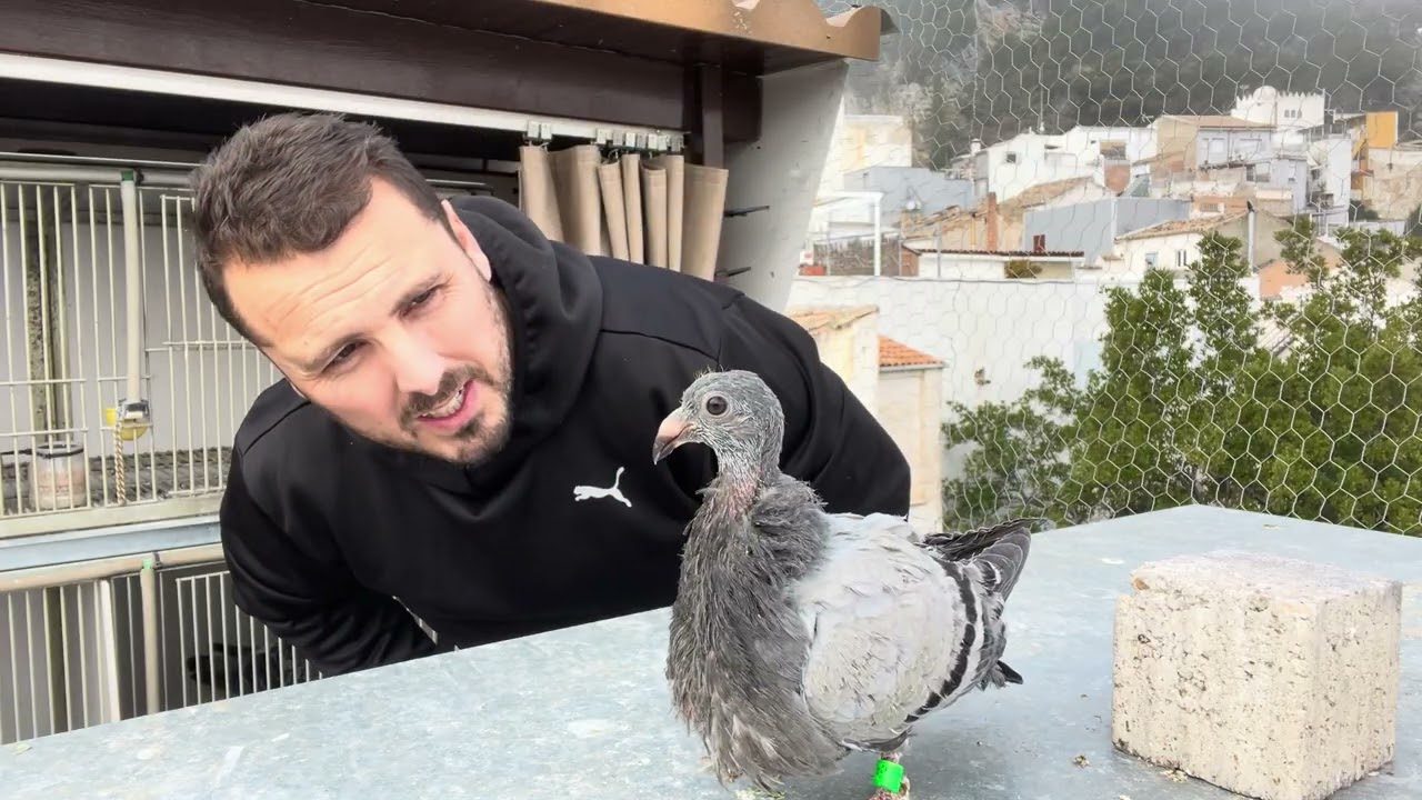 Soltamos el pichón y vemos los pichones Feliz sábado 