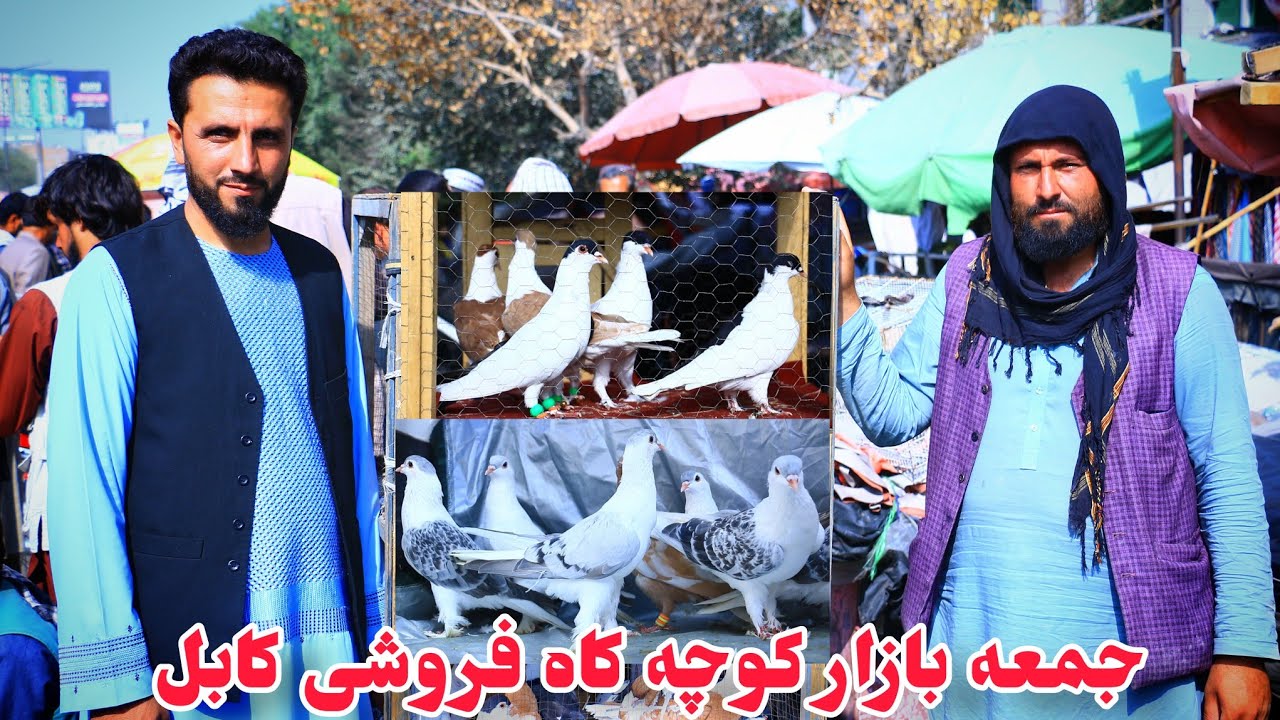 مفاد وتاوان نگهداری کفتر|جمعه بازار کوچه کاه فروشی کابل|قیمت ها متفاوت 1،000 الی 15،000 هزار افغانی 