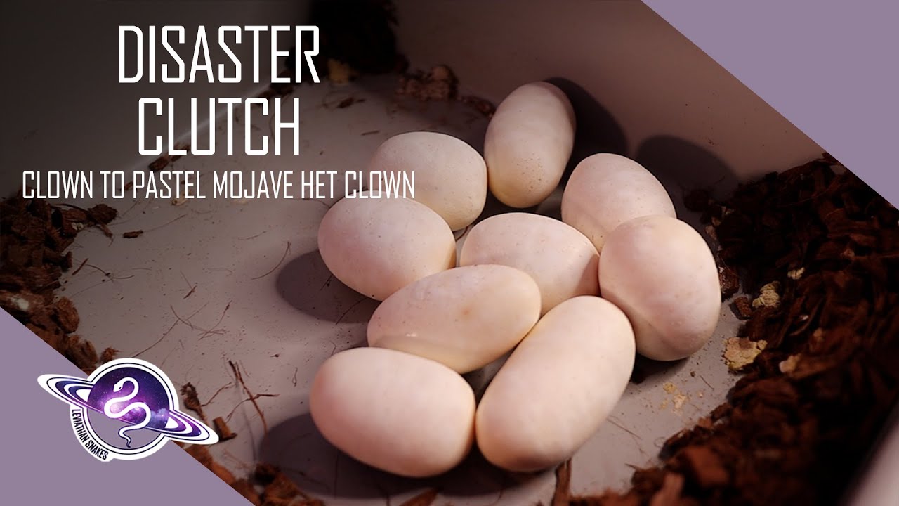 DISASTER Clutch | Egg to Shed | #Snake #BallPython #Reptiles