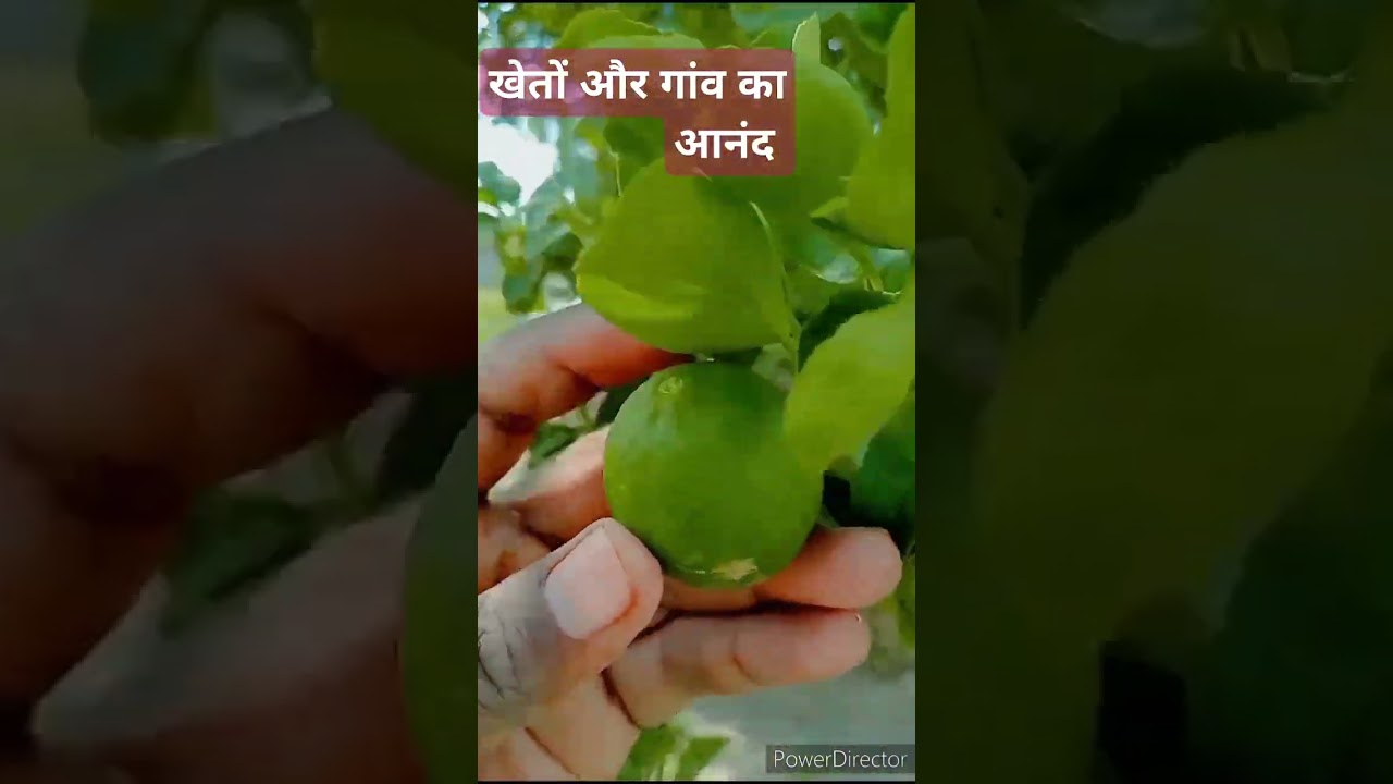 #villagelife