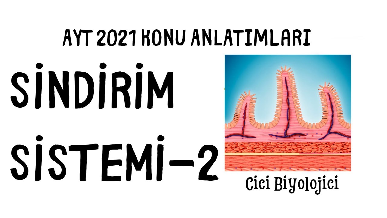 Sindirim Sistemi- 2