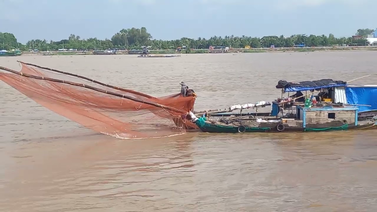 Đánh bắt cá linh mùa nước nổi