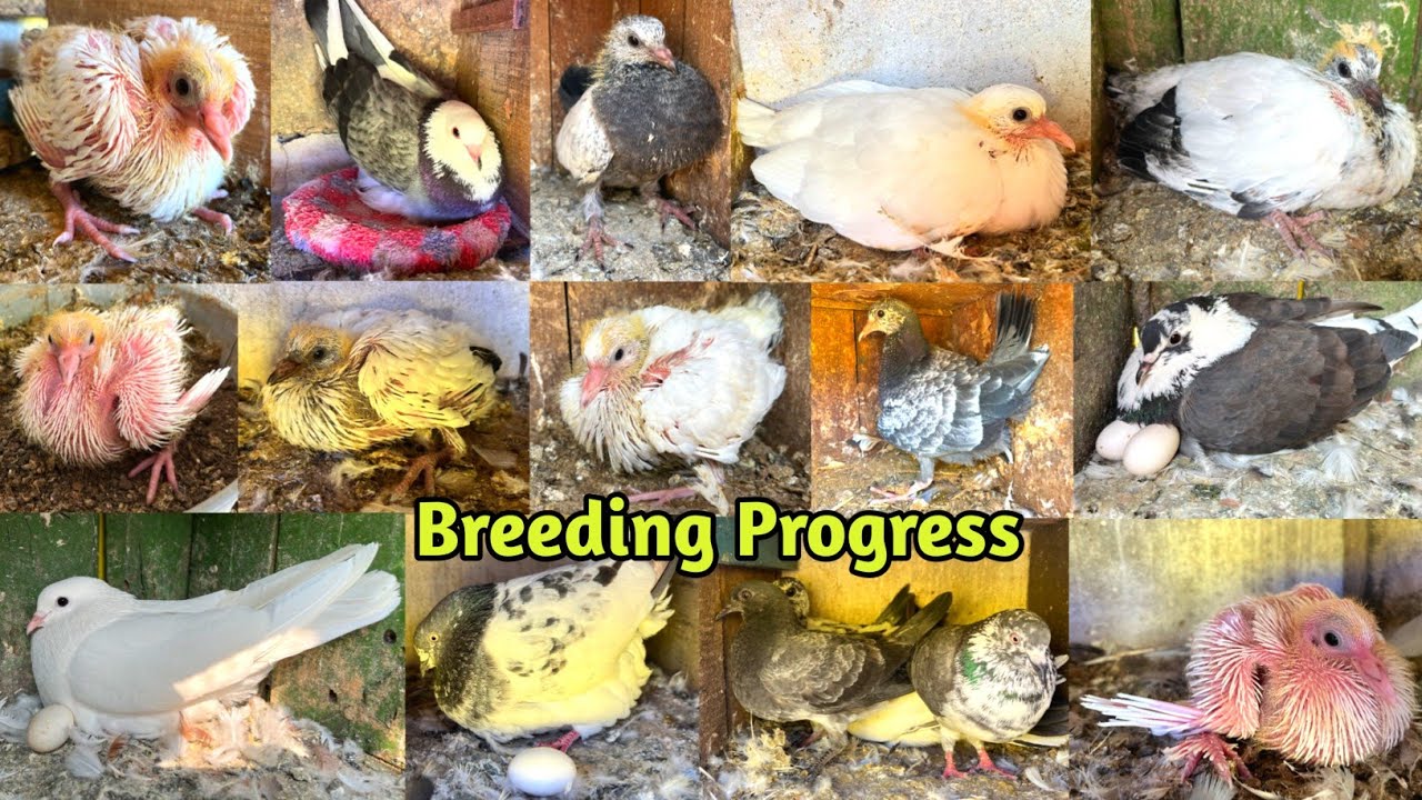 🥶Winter Season Ki Pahli 🕊️Pigeon Breeding Progress || Mere Ghar Ke Sare Kabootar ke Baccho Ka Shok🤩
