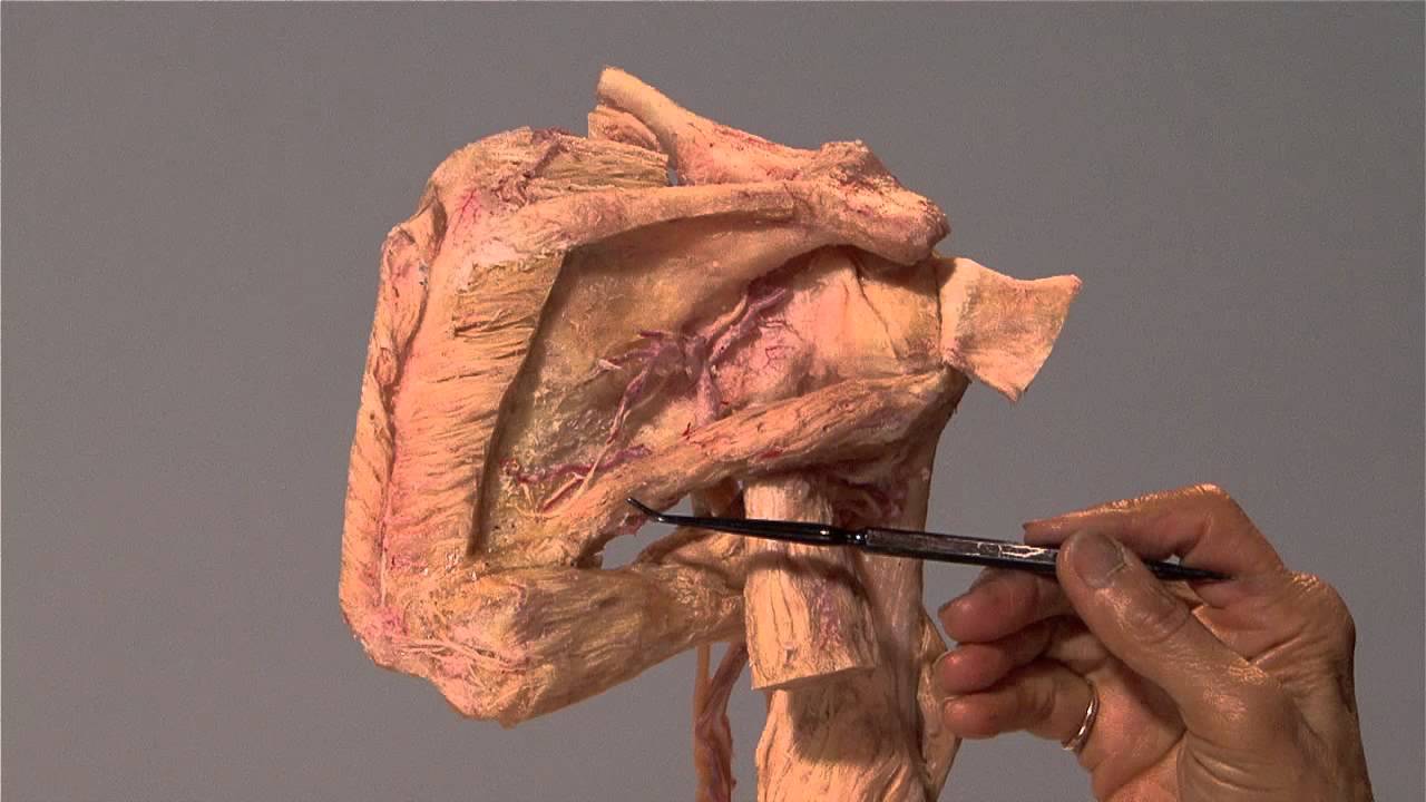 Anatomy Series, The Shoulder by Dr. Shakti Chandra