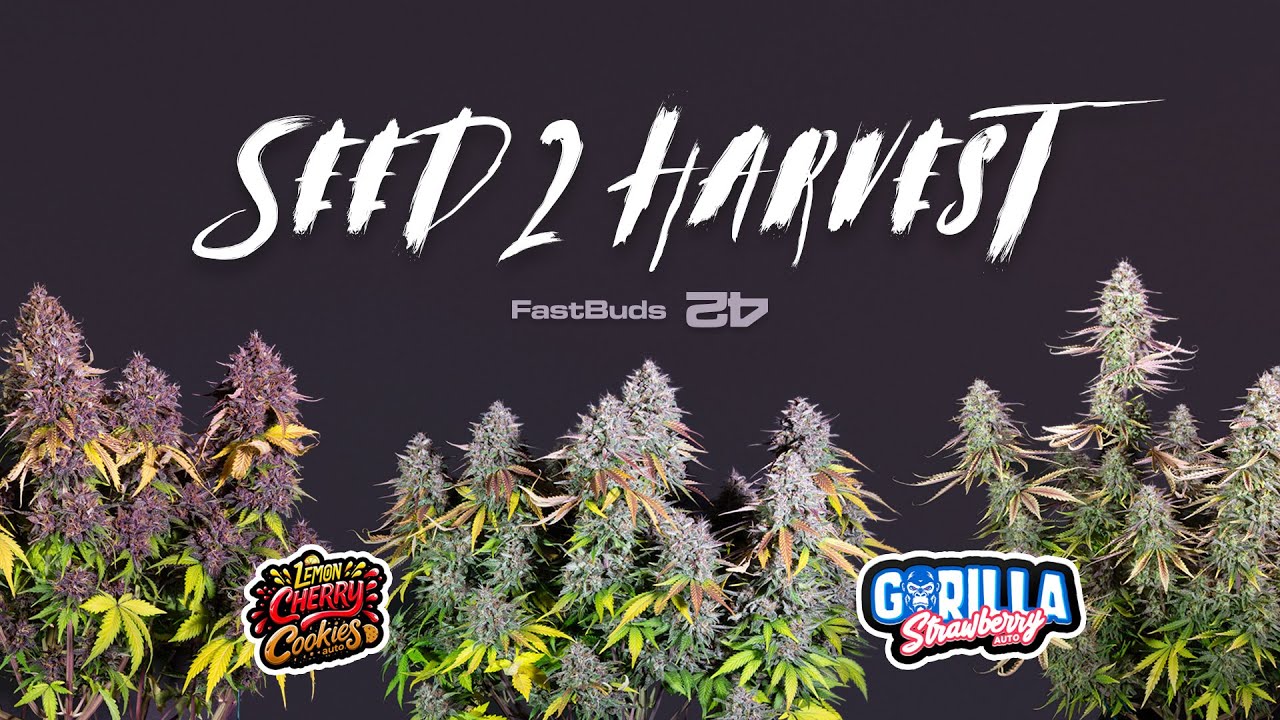 Seed to harvest - Strawberry Gorilla & Lemon Cherry Cookies Timelapse