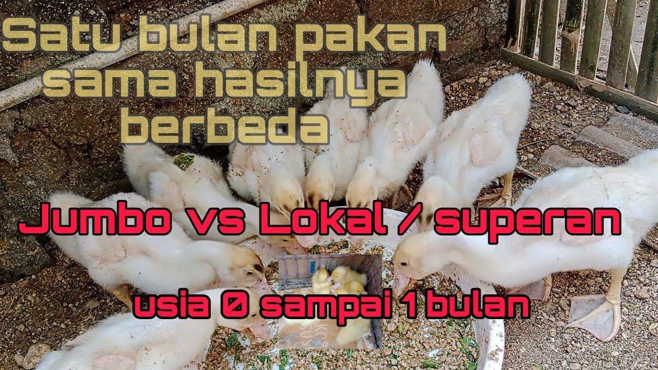 Pertumbuhan anakan Entok selama 1 bulan. jumbo vs lokal. TERNAK MENTOK #bowgangstory