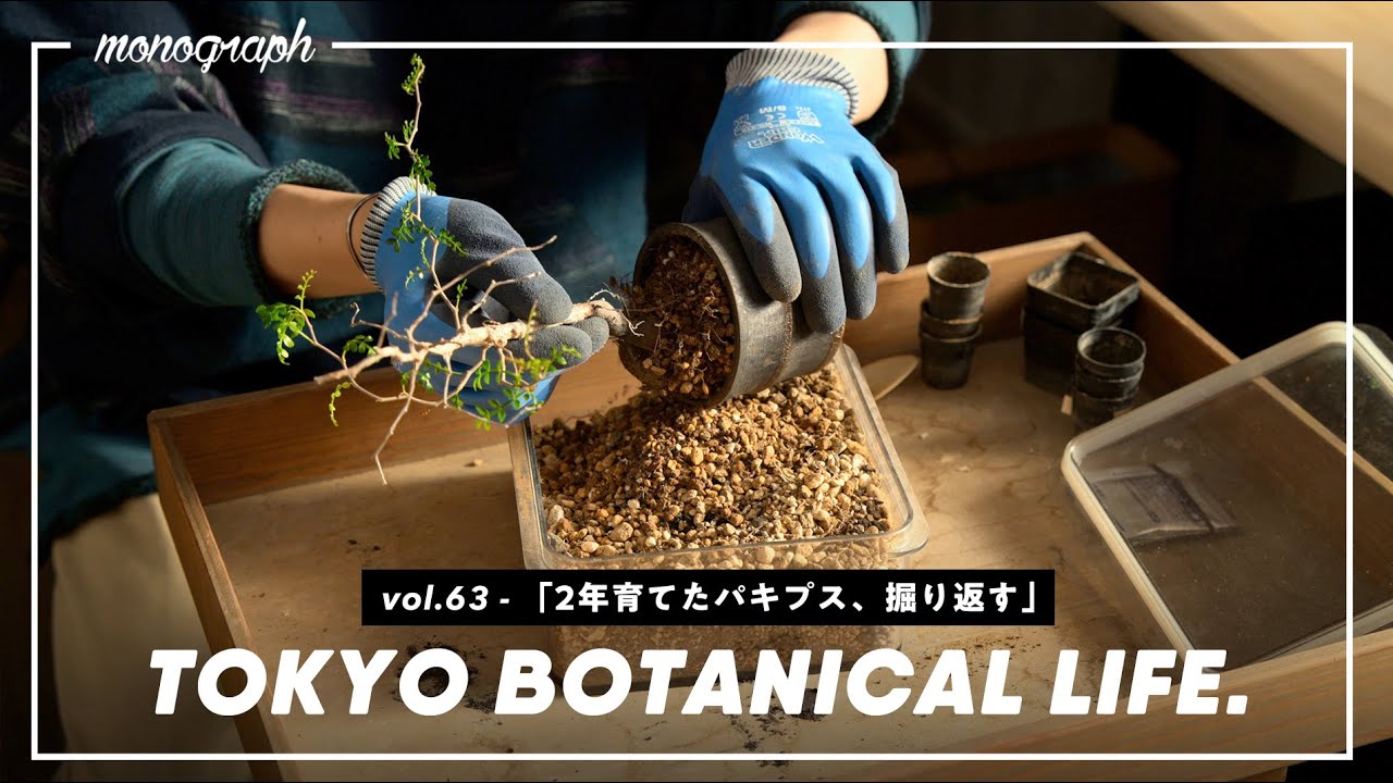 塊根植物の王「オペルクリカリア・パキプス」を2年育てるとパワータンクはどれくらい成長するのか【TBL63】