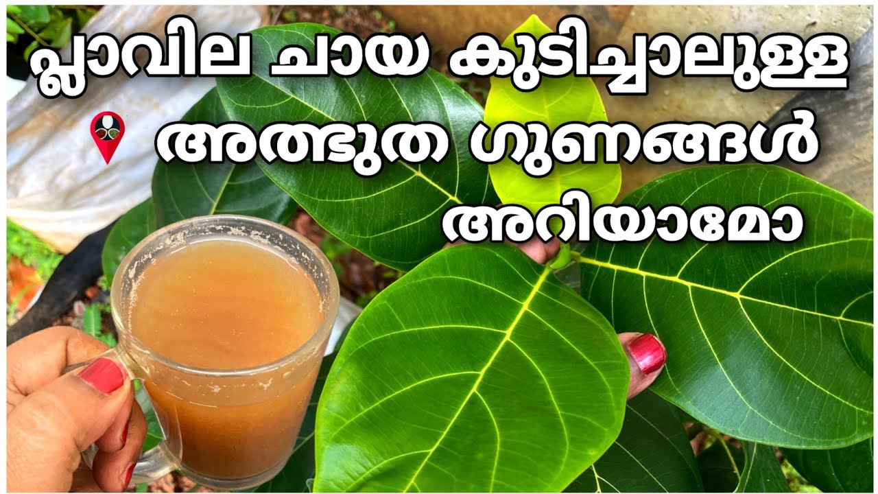 ഈ അറിവ് തീർച്ചയായും ഗുണം ചെയ്യും | Plavila benefits malayalam | Jackfruit leaves uses health benefit