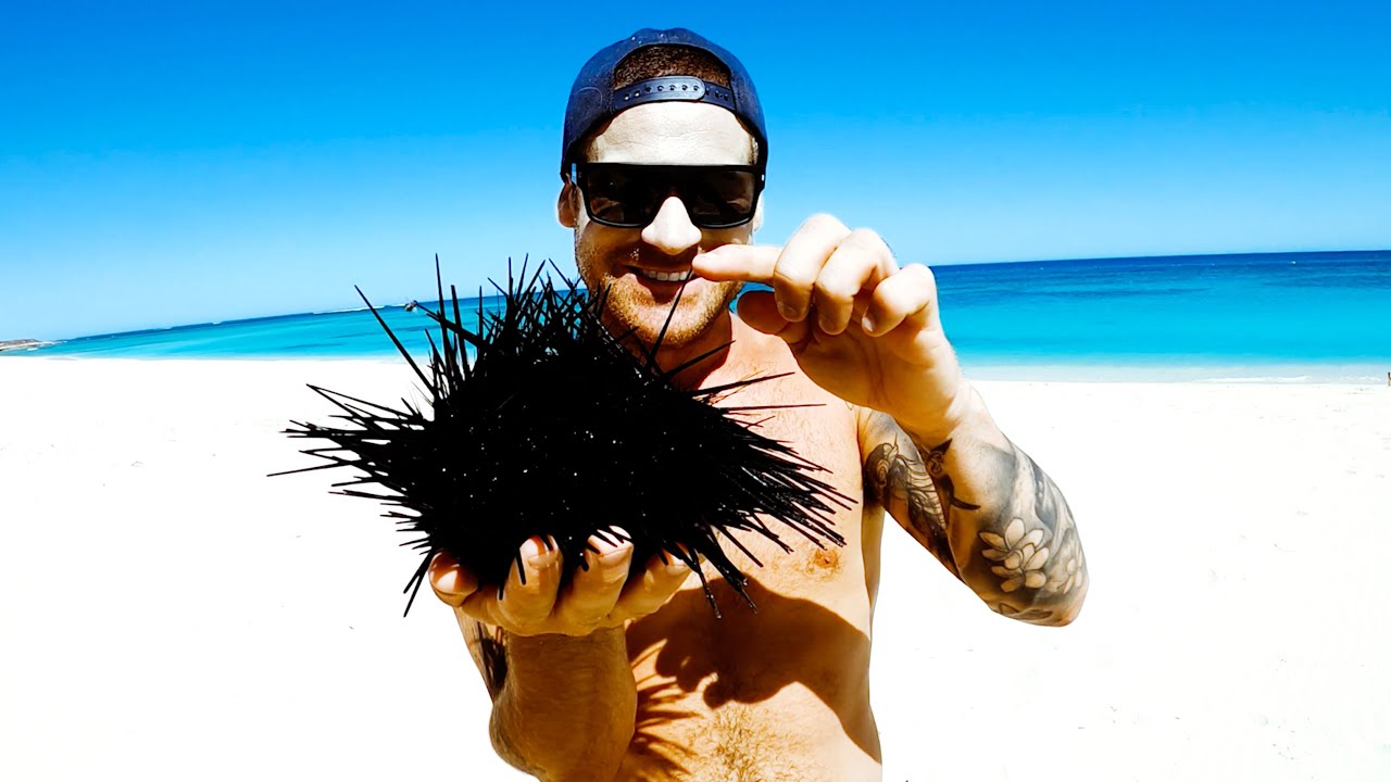 GIANT SEA URCHIN Catch And Cook - Ep 149