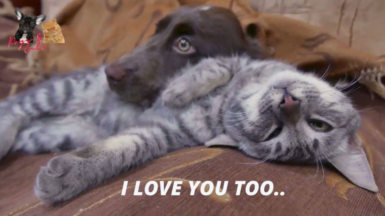 Dog and Cat Friendship - Dog and Cat Pure Love #dogs #catsanddogs #doglover #catlover #funnydogs