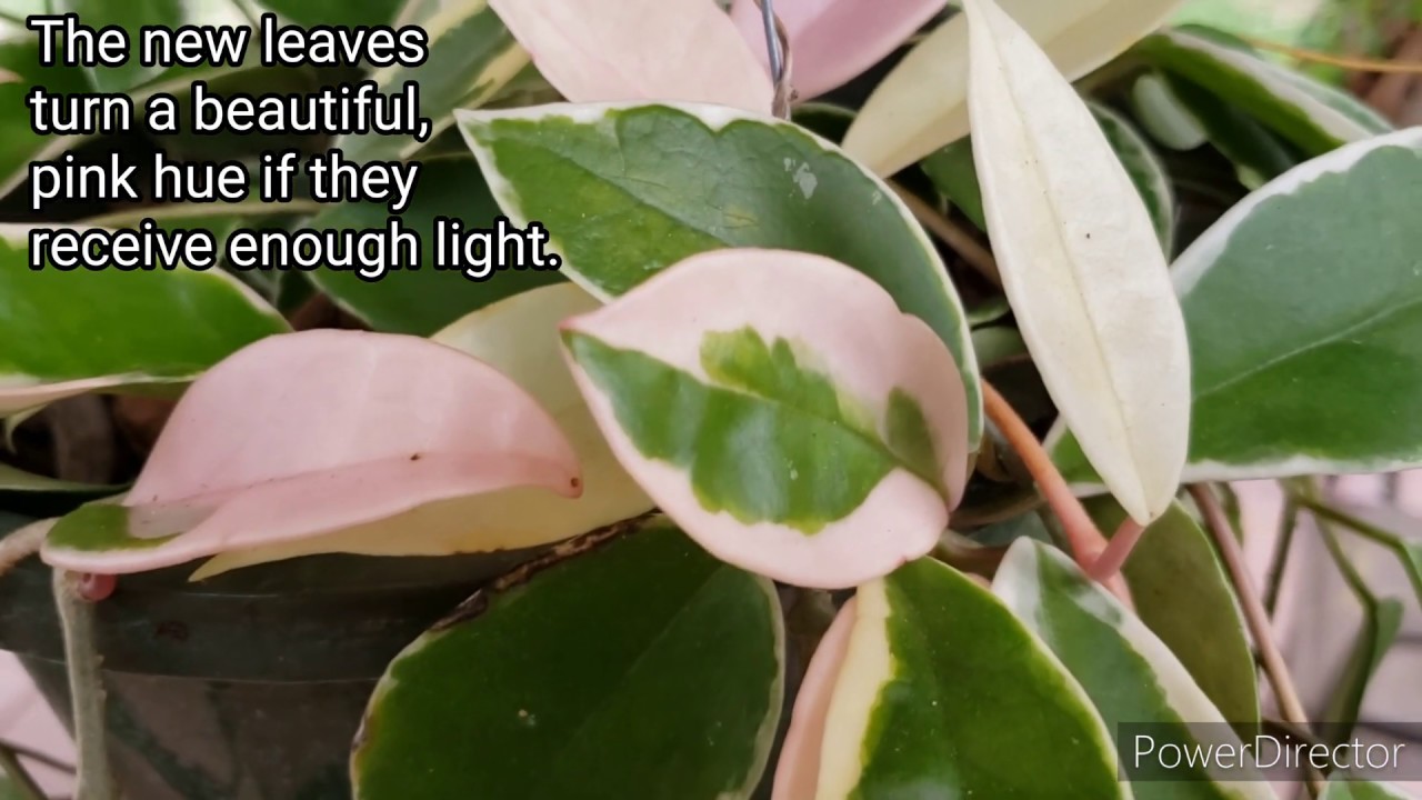 Hoya carnosa updates-  Krimson queen, Chelsea, Compacta,Krimson princess.