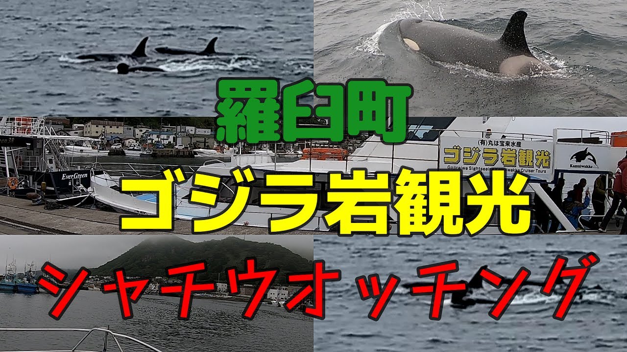 羅臼のゴジラ岩観光でシャチウオッチングへ行く♪【2024】