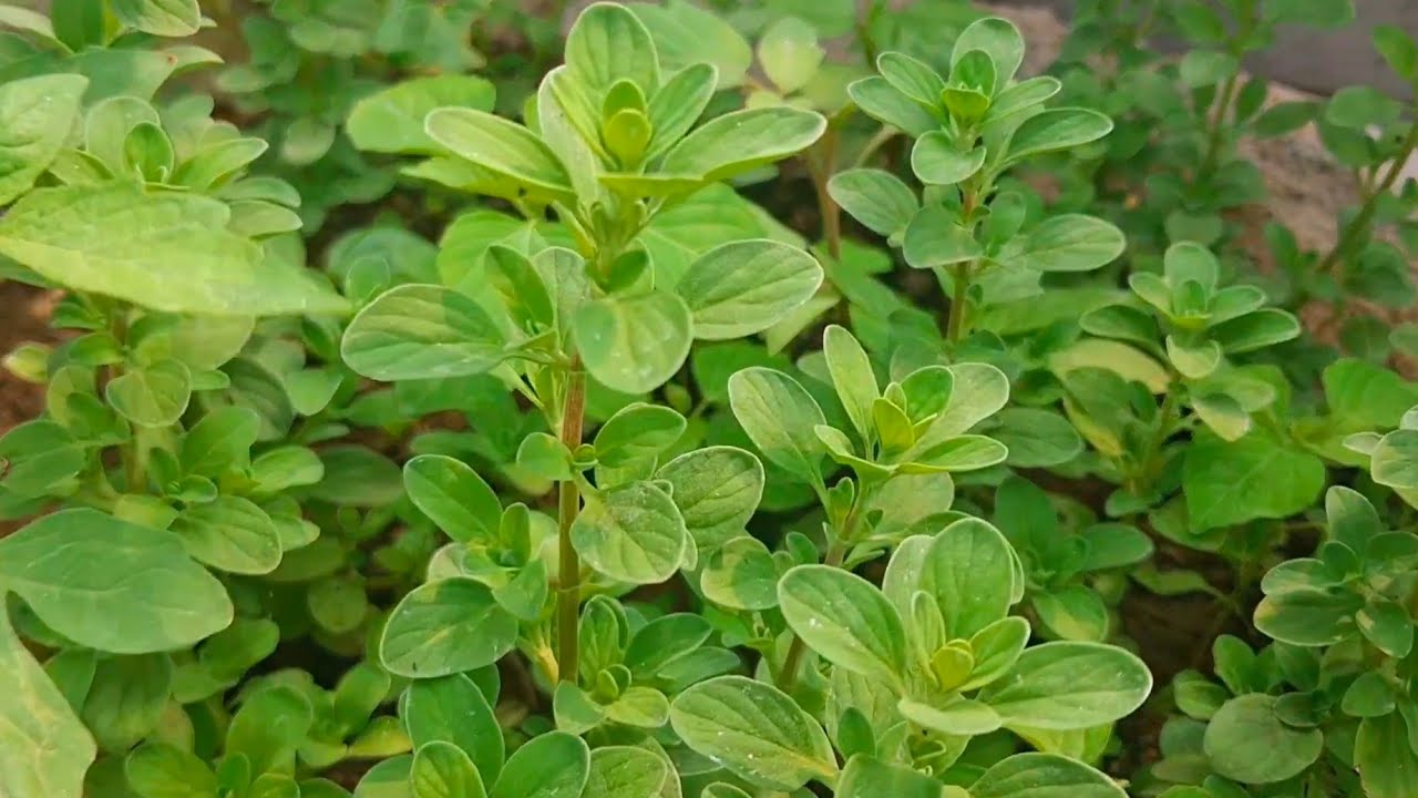 మరువం కొమ్మలతో మరువం మొక్కలు పెంచుకోడం ఎలా? || How to grow maruvam plants from scratch 