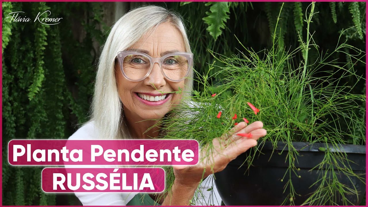 Como cuidar, onde colocar a sua Planta Pendente? RUSS&Eacute;LIA |  Fl&aacute;via Kremer