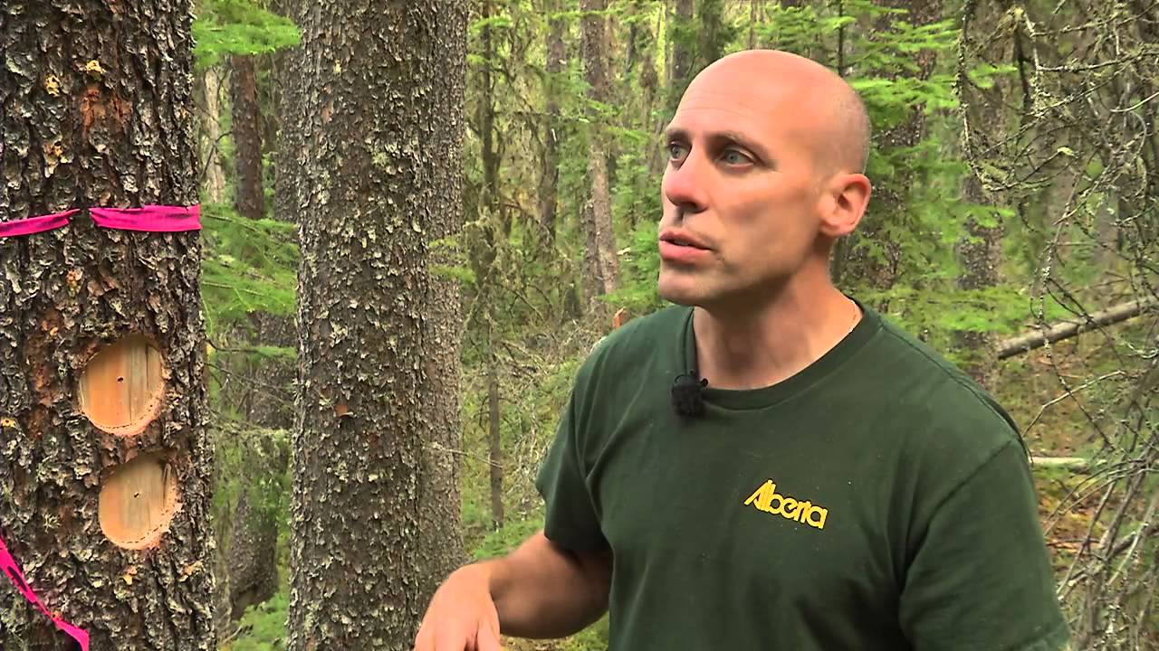 Battling Mountain Pine Beetles in Alberta - Season Three