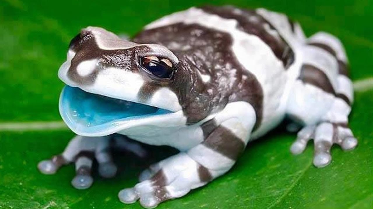 7 Ranas M&aacute;s Venenosas Y Peligrosas Del Mundo
