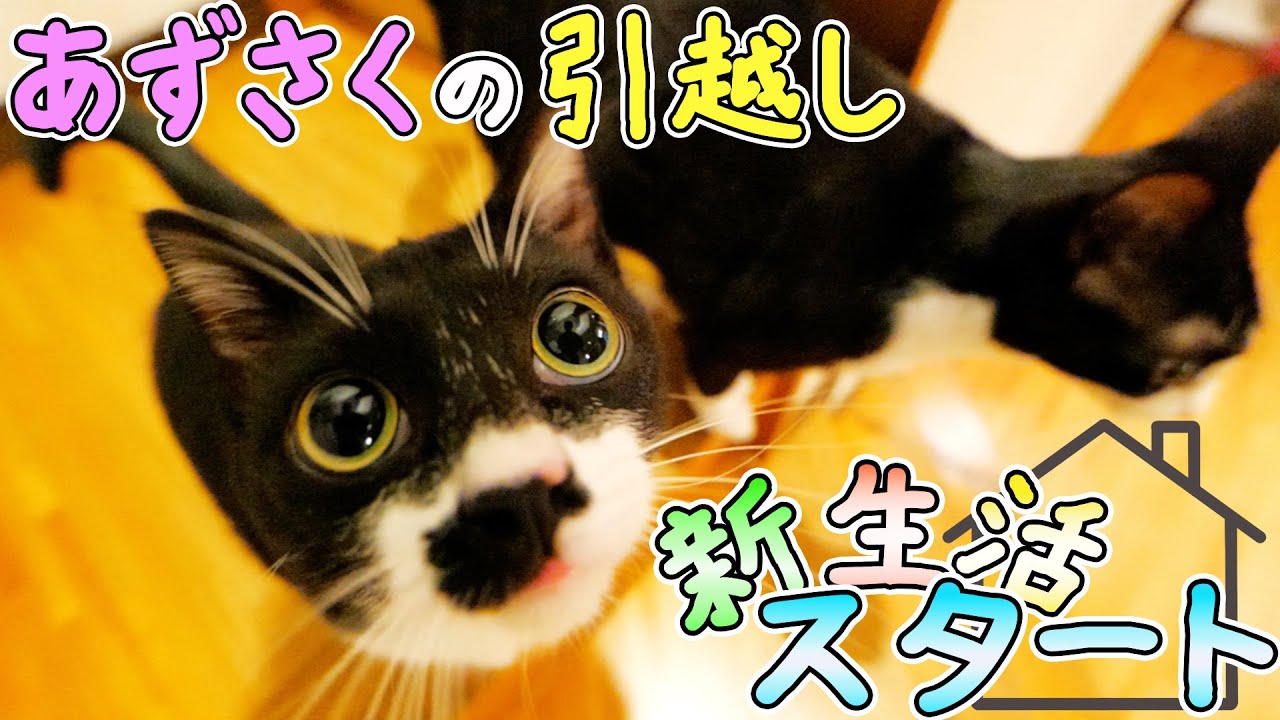 保護猫あずきとさくらはついにパパの家を離れ、妻の新居に引っ越しました🐈🐈