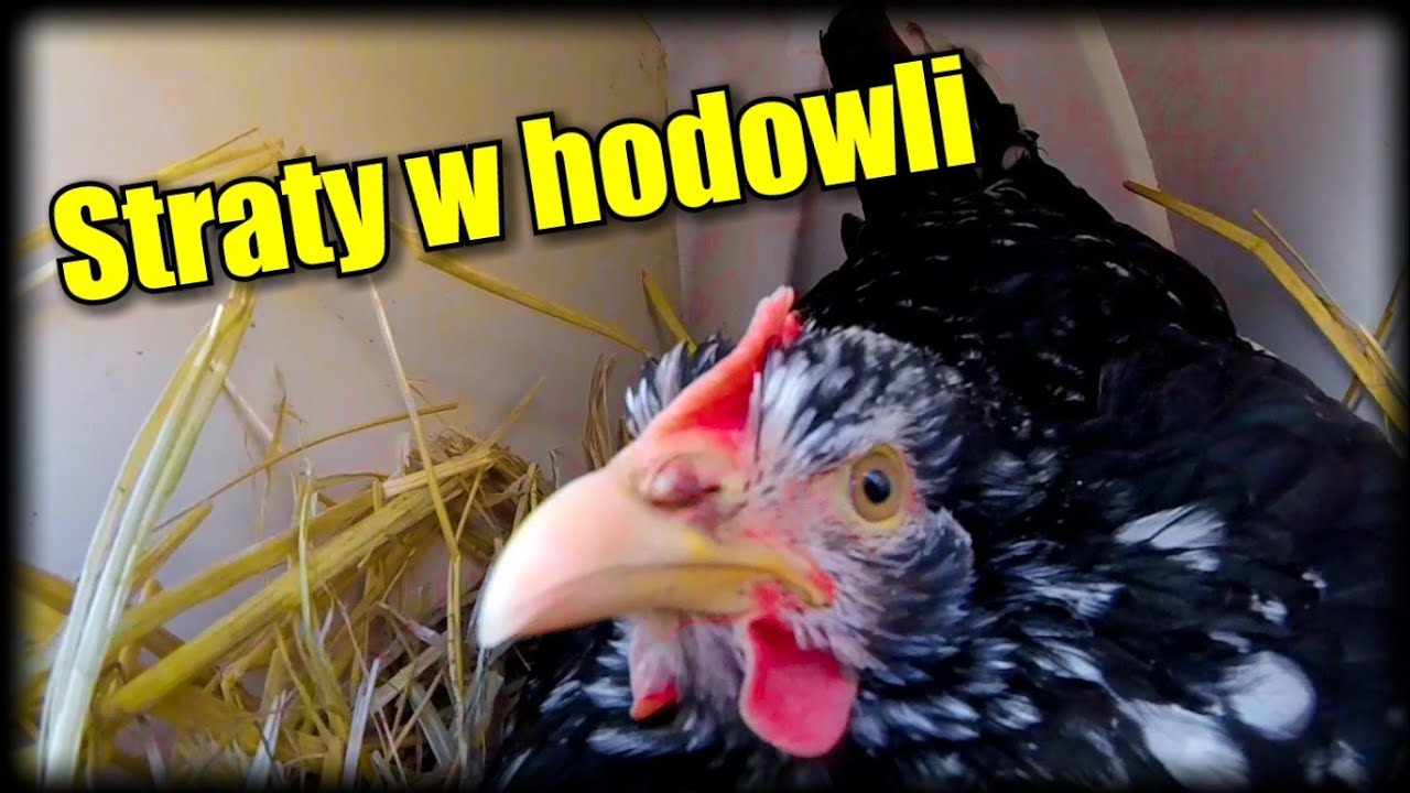 Breeding losses and mud armageddon