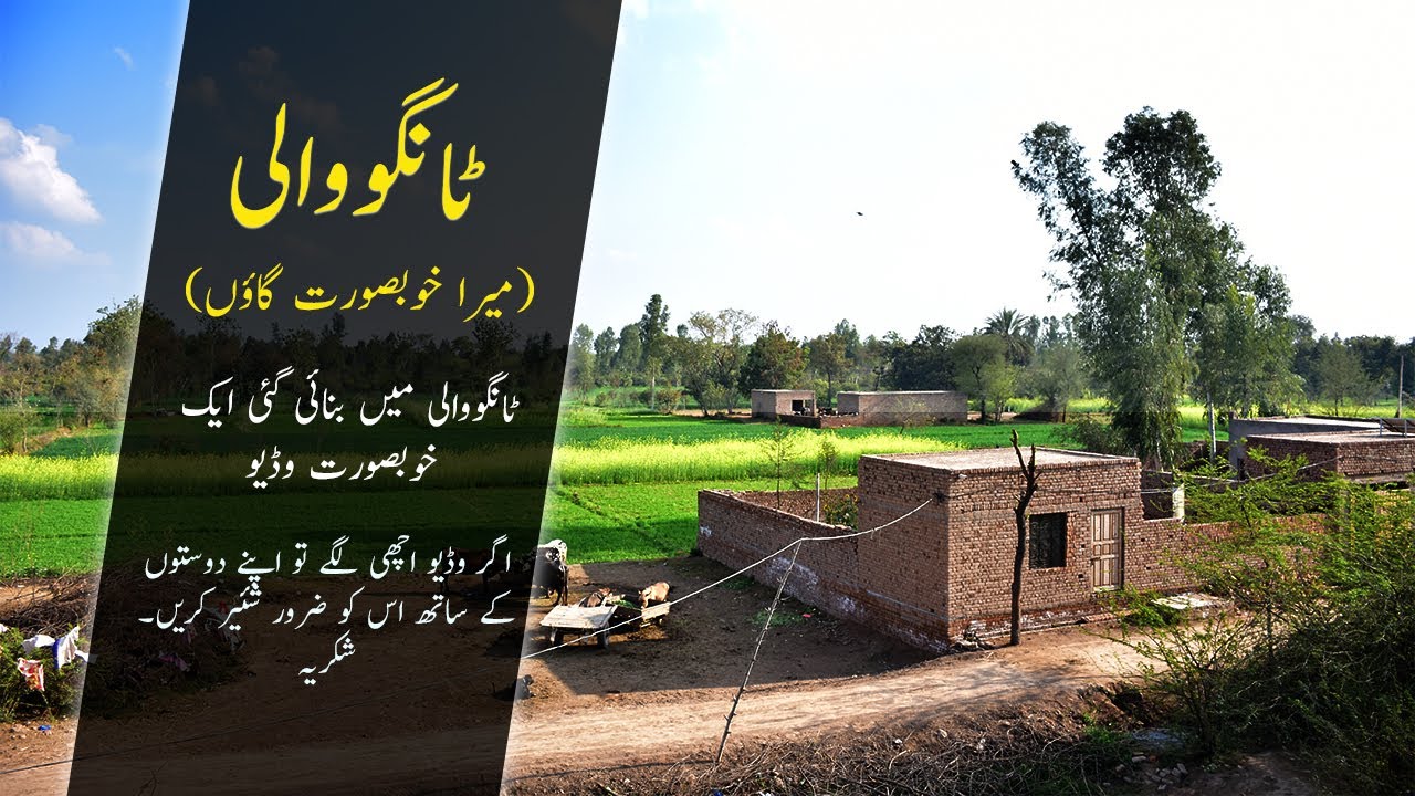 Life at Tangowali Video By Hafeez Chughtai | Village Life | Tangowali